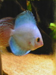 blue_d.jpg